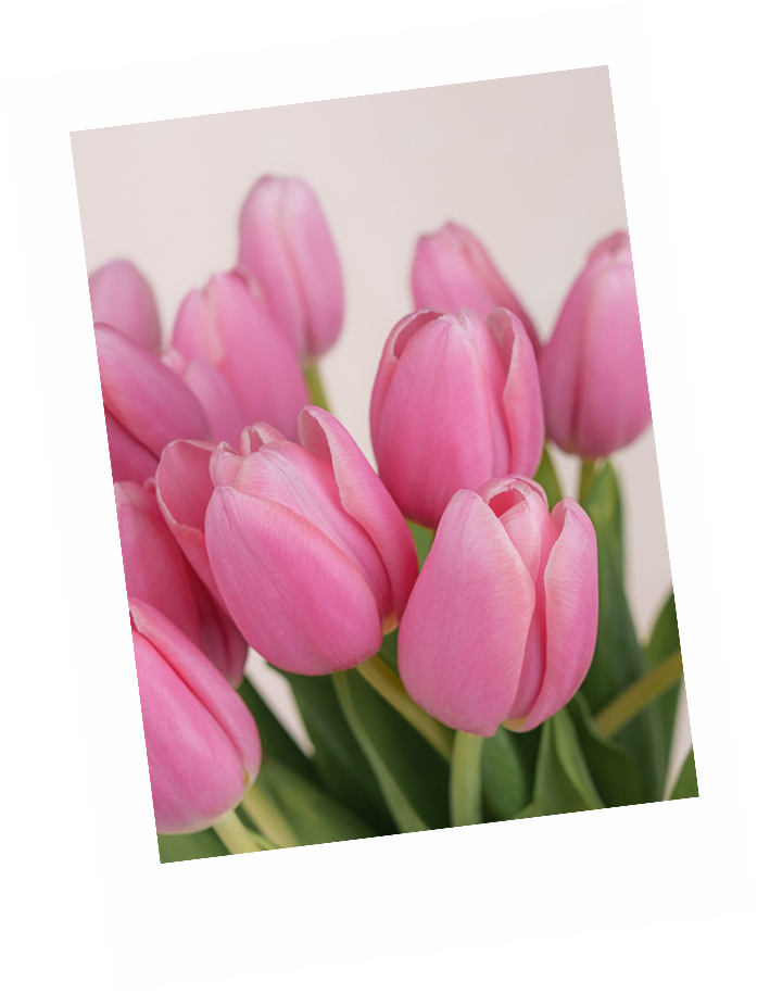 Pink tulips