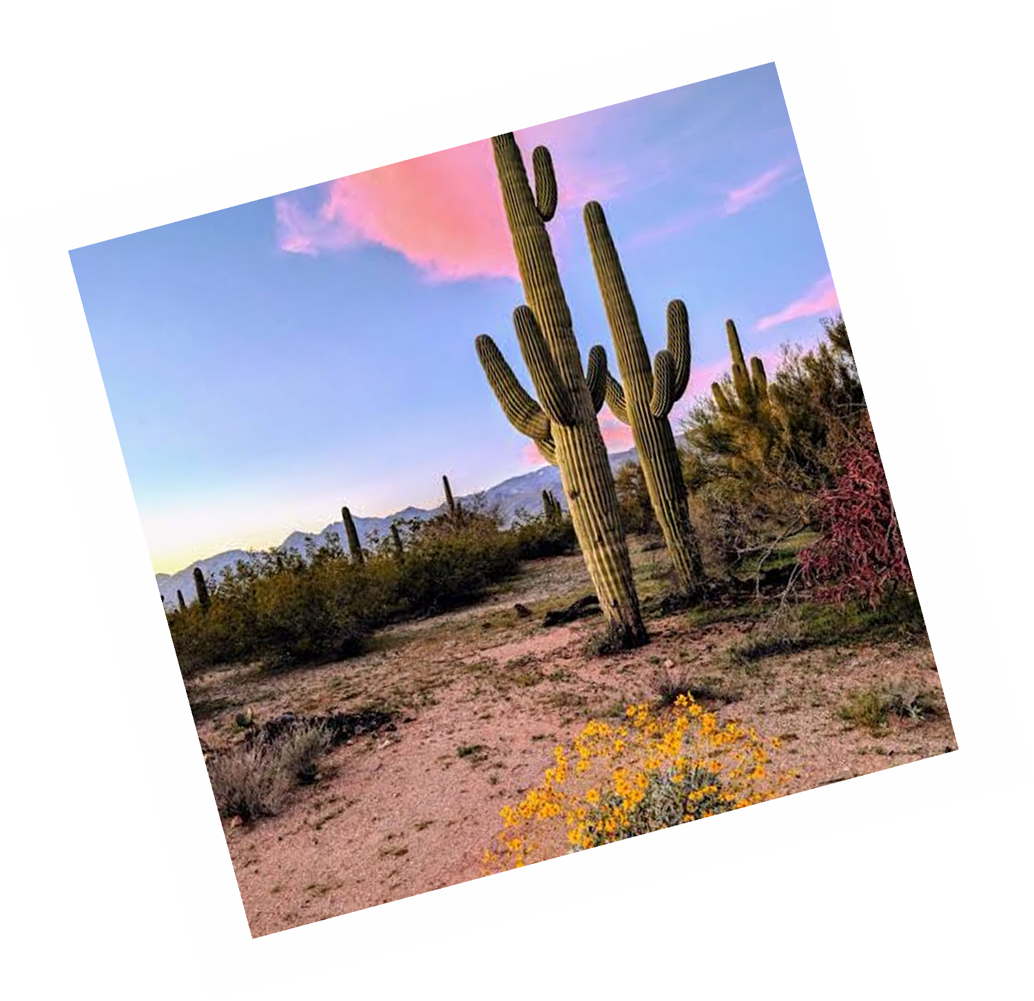 Desert cactus at sunset